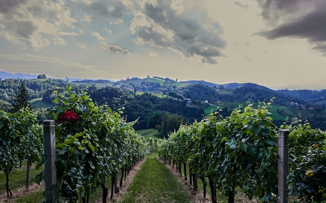 Los tesoros de la ruta del vino: descubriendo viñedos icónicos